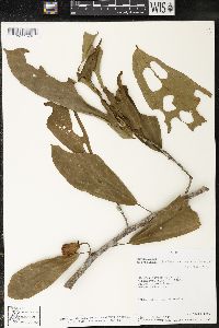 Matisia bracteolosa image