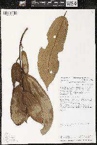 Matisia bracteolosa image