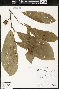 Matisia bracteolosa image