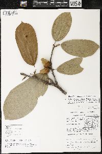 Matisia bracteolosa image