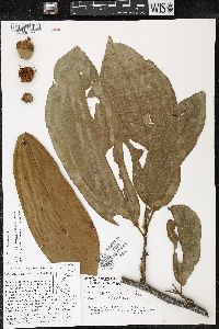Matisia bracteolosa image