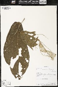 Matisia bracteolosa image