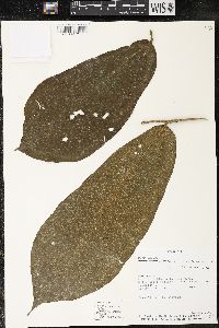 Matisia bracteolosa image