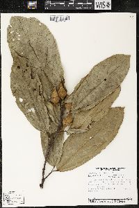 Matisia bracteolosa image