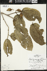Matisia bracteolosa image