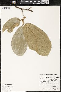 Matisia bracteolosa image