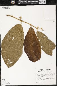 Matisia bracteolosa image