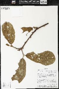 Matisia bracteolosa image