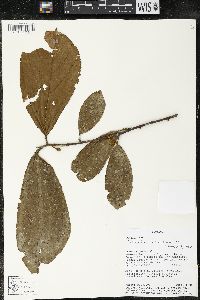 Matisia bracteolosa image