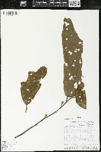 Matisia bracteolosa image