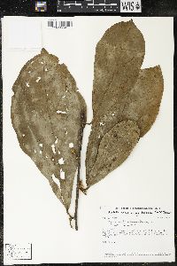Matisia bracteolosa image