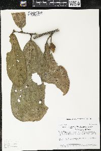 Matisia bracteolosa image