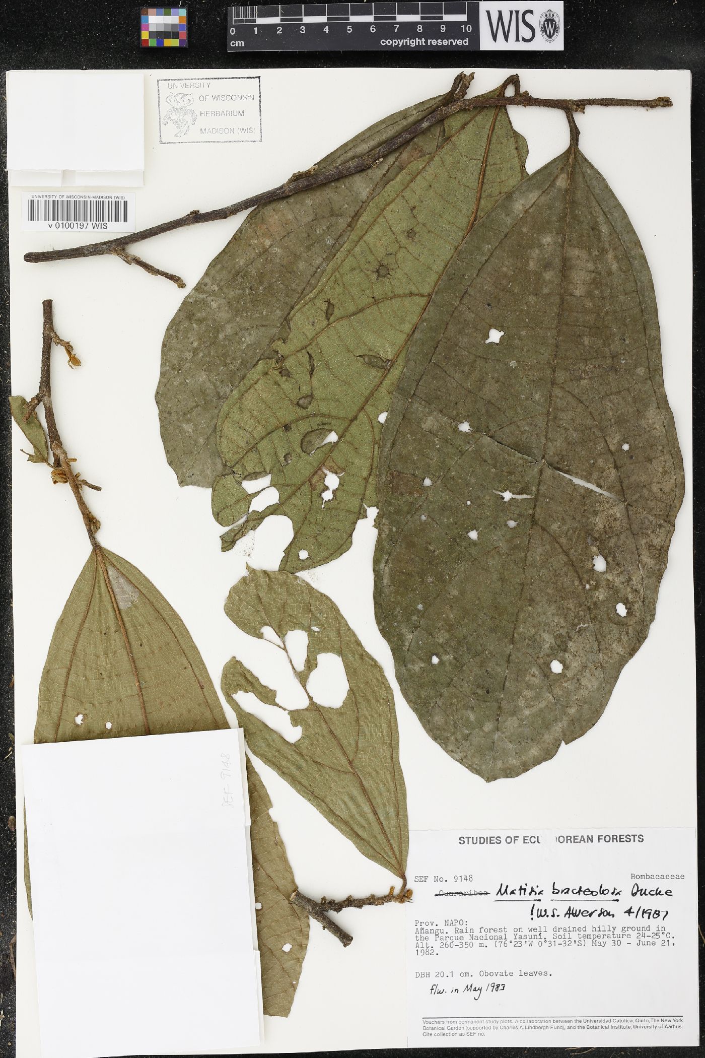 Matisia bracteolosa image