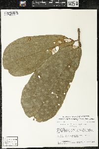 Matisia bracteolosa image