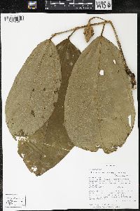 Matisia bracteolosa image