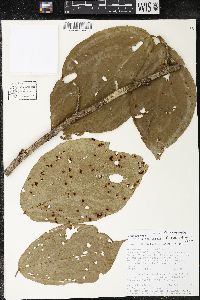 Matisia bracteolosa image