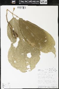 Matisia bracteolosa image