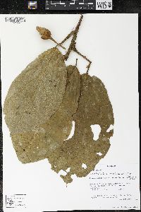 Matisia bracteolosa image