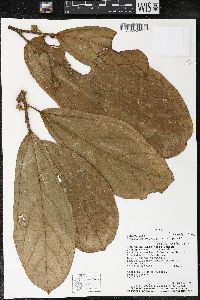 Matisia bracteolosa image