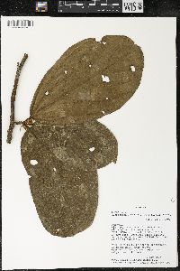 Matisia bracteolosa image
