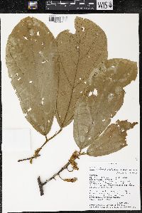 Matisia bracteolosa image