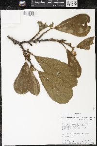 Matisia bracteolosa image