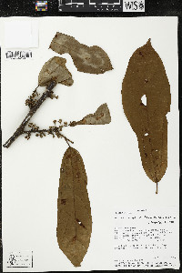 Matisia bracteolosa image
