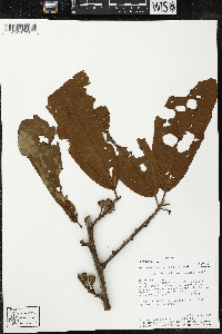 Matisia bracteolosa image