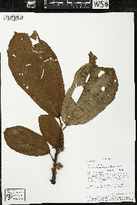 Matisia bracteolosa image