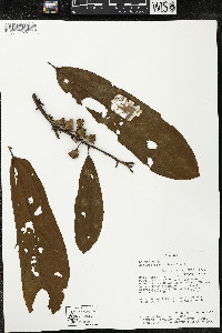 Matisia bracteolosa image