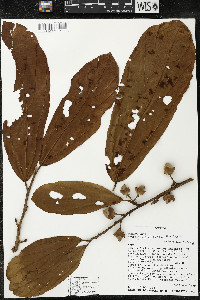 Matisia bracteolosa image