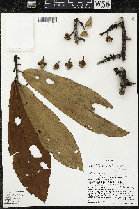 Matisia bracteolosa image