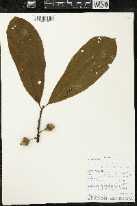 Matisia bracteolosa image