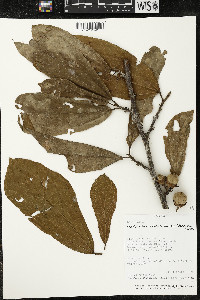 Matisia bracteolosa image