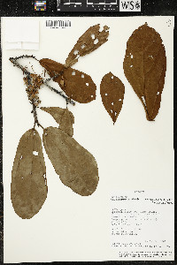 Matisia bracteolosa image