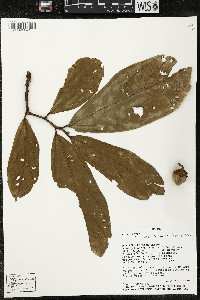 Matisia bracteolosa image