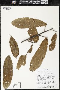 Matisia bracteolosa image