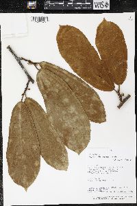 Matisia bracteolosa image