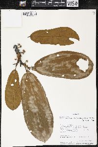 Matisia bracteolosa image