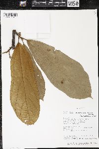 Matisia bracteolosa image
