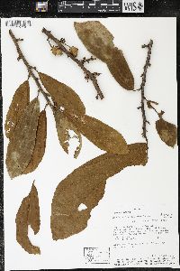 Matisia bracteolosa image