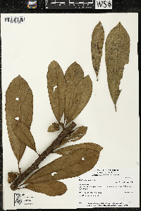 Matisia bracteolosa image