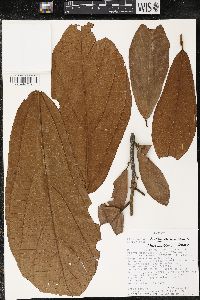 Matisia bracteolosa image