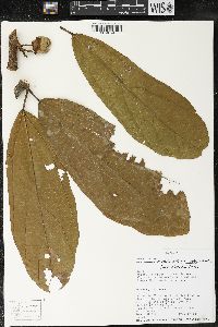 Matisia bracteolosa image