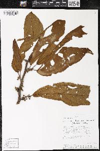 Matisia bracteolosa image