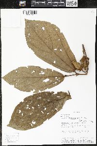 Matisia bracteolosa image