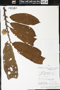 Matisia bracteolosa image