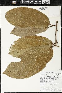 Matisia bracteolosa image