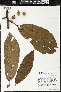 Matisia bracteolosa image
