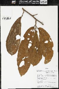 Matisia bracteolosa image